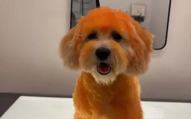 Pawslux in Los Angeles, CA