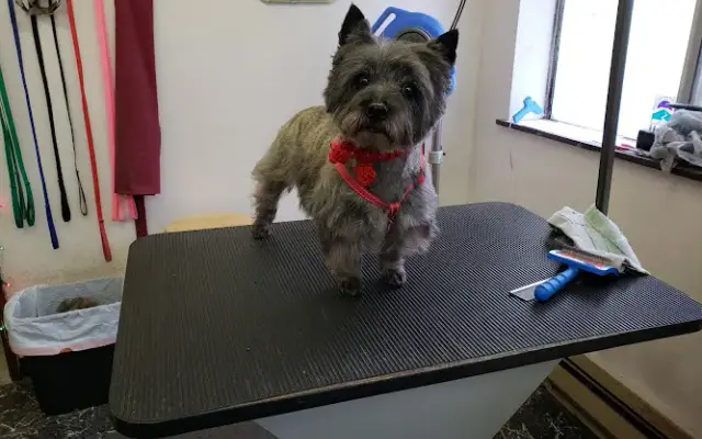 Four Paws Pet Grooming in Yelm, WA