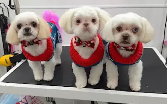 Vanessa's Dog Mobile Grooming in Doral, FL