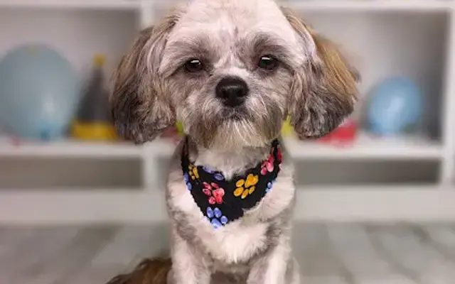 OUTRISE PET SALON in Flint, MI