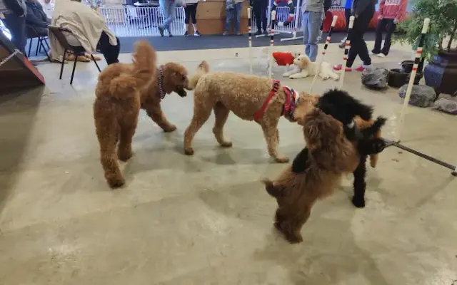 Pawsome Place Canine Oasis in Rome, GA