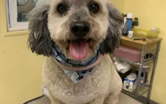 Beach Dog Grooming in Gardena, CA