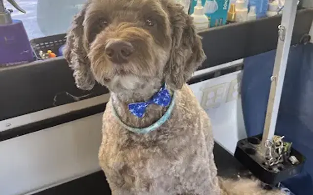 Kawaii K9 Mobile Grooming LLC in Raleigh, NC
