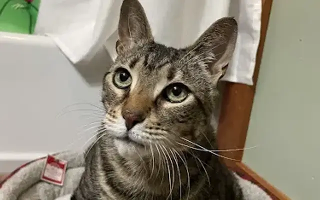 Prince Frederick Animal Hospital in Prince Frederick, MD