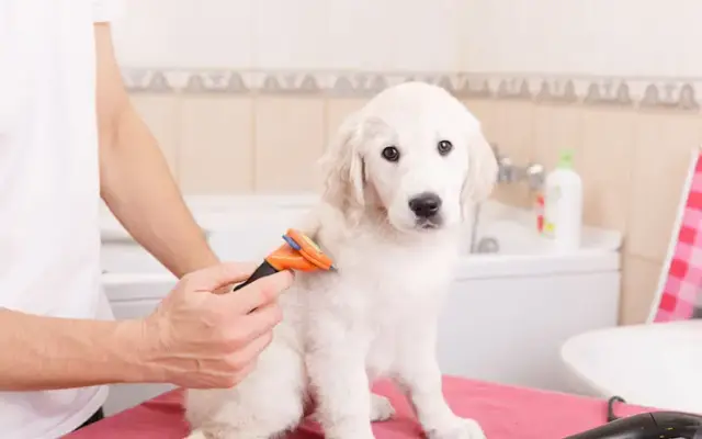 Clarrah Kennel & Pet Hotel in Colbert, WA
