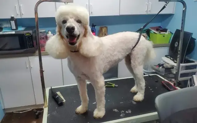 Pink paws pet grooming in Du Quoin, IL