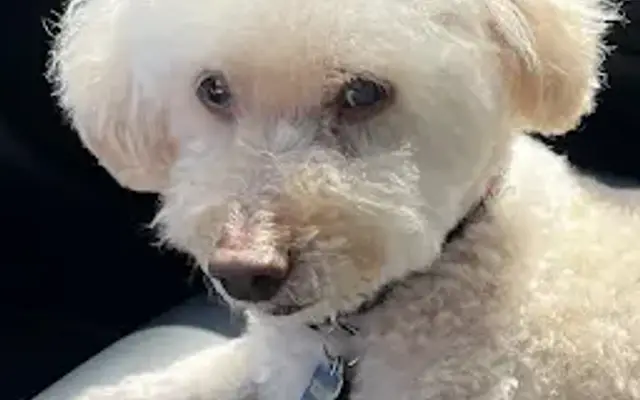 The Tailwagger in Laguna Beach, CA