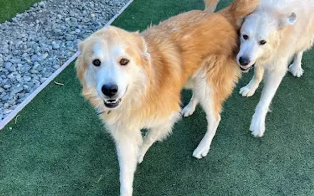 Breton's Dog & Cat Boarding in Danville, CA