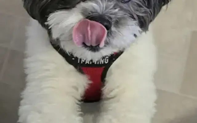 Mary's Pampered Pets Bow-Tique in Flatwoods, KY