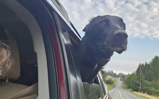 The Canine Resource Center in Lake Stevens, WA