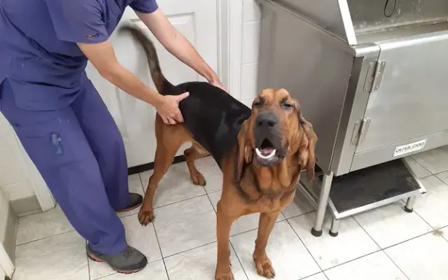 Rosey Lane Boarding & Grooming Kennel LLC. in Rutherfordton, NC