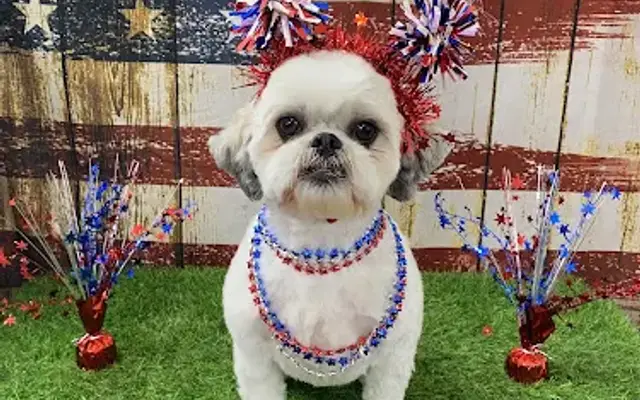 Plush Pup Dog Grooming Faribault, MN in Faribault, MN
