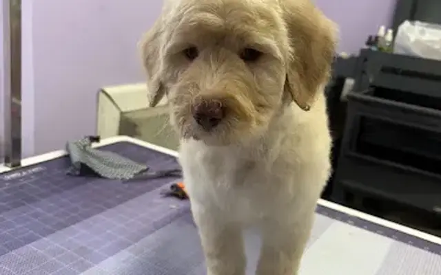 Suds Bucket Pet Grooming in Rising Sun, IN