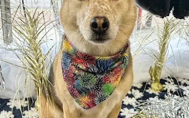 Groovy Grooms in Johnstown, OH