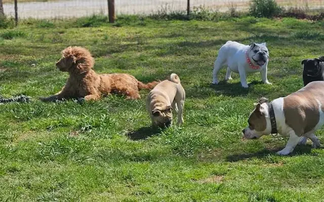 Hounds Haven pet sitting and grooming in Townville, SC