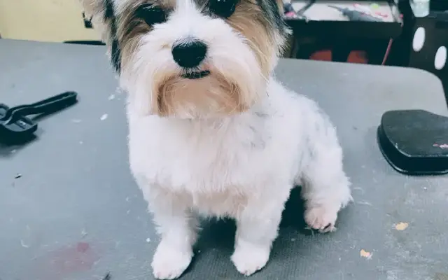 Pampered Little Paws in Cypress, TX