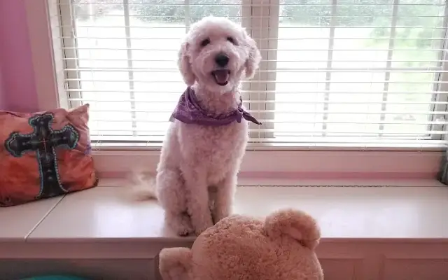 Noah's Ark Labradoodles in Murfreesboro, TN