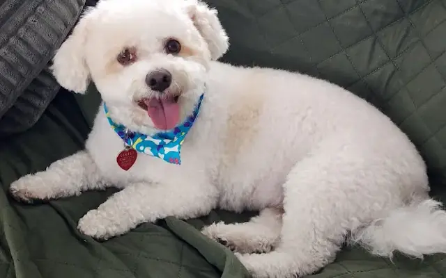 EZ Breezy Dog Grooming in Bradenton, FL