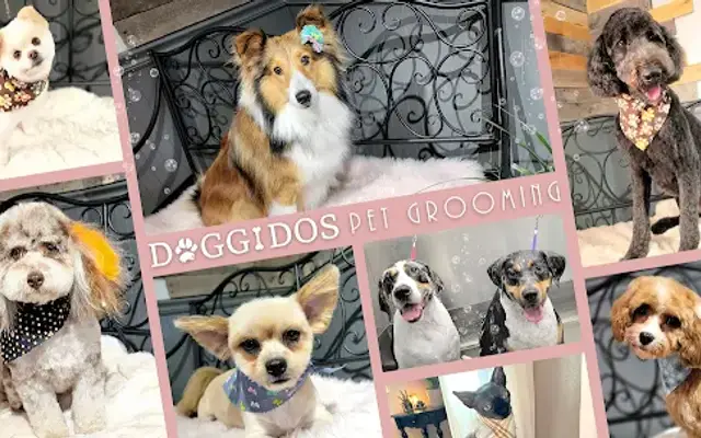Doggidos in Galesburg, IL