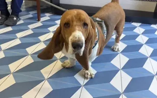 Snout Studios Pet Grooming - DTLA in Los Angeles, CA
