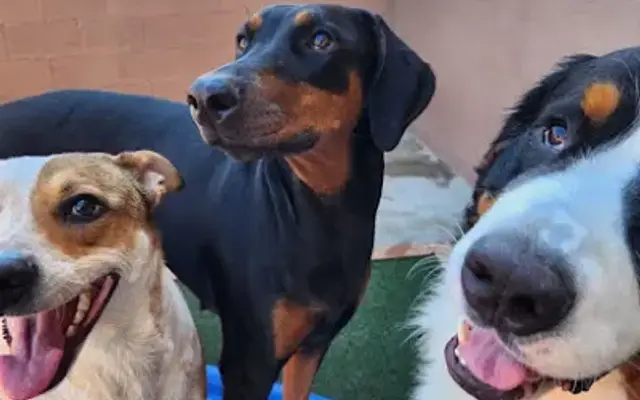 Foothills Pet Resort in Phoenix, AZ