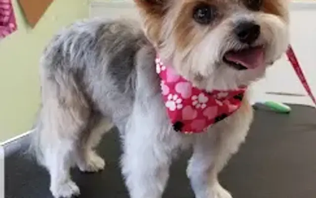 Nails to Tails Pet Grooming in Watertown, WI