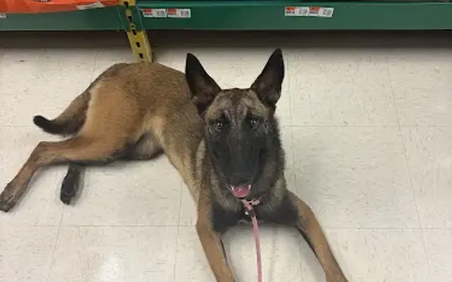 Pet supplies plus in Marble Falls, TX
