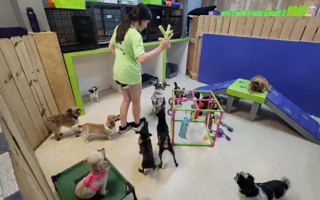 4 Legs of Love Grooming in Temple, TX