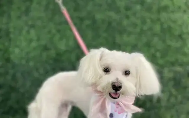 Emanuel Pet Grooming in East Los Angeles, CA