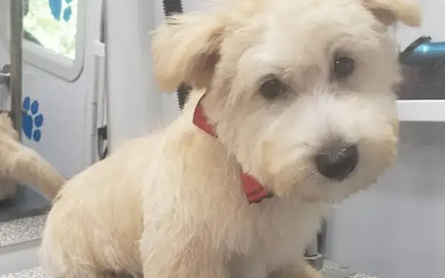 Luxe Mobile Pet Spa, llc in Louisville, KY