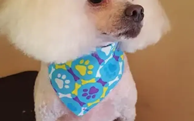 Topknot Grooming in Glasgow, KY