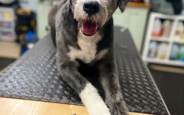 Dog Grooming (By Appointment Only) in McKinney, TX