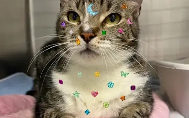 Humane Society Of Greater Miami North in North Miami Beach, FL