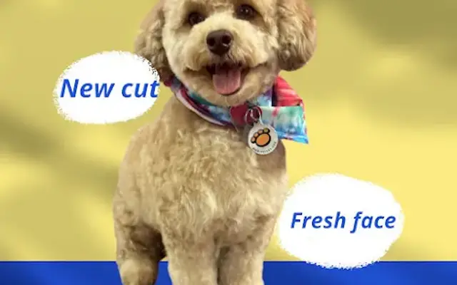 4Perfect Pawz Pet Services Ltd in Bedford, OH
