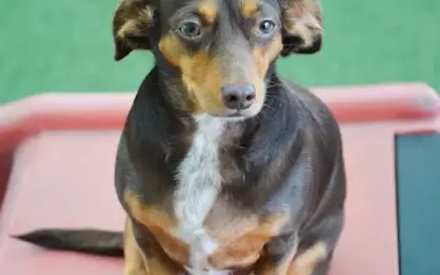 Bayside Pet Resort in Sarasota, FL