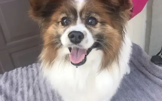 Mobile Pet Parlor-Luxury house-call pet grooming in Memphis, TN