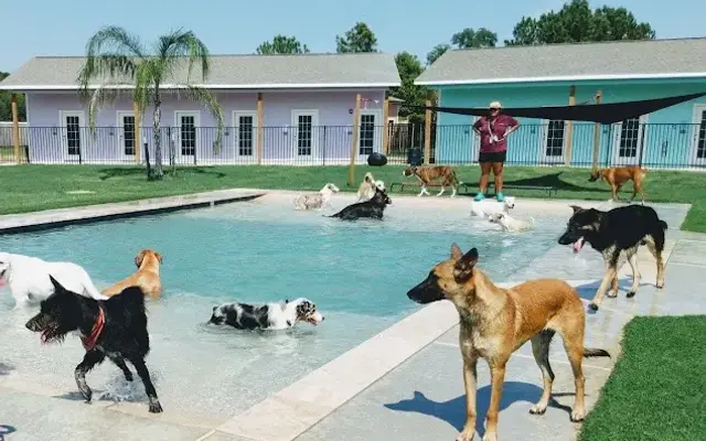 Playful Pawz - A Canine Pet Resort in Kemah, TX