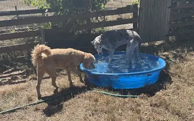 Mandy’s Pet Services in Vader, WA