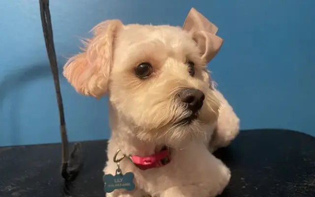 Luxury Pet Pampering Dog Groomer in Antelope, CA