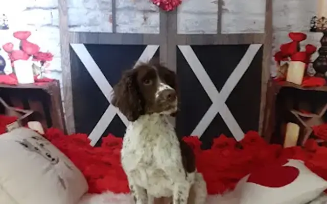 Pampered Pups By Pam in Thomasville, GA