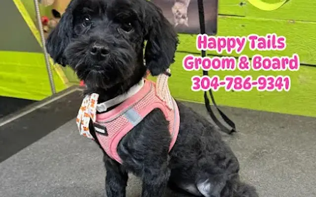 Happy Tails Groom & Board in Ravenswood, WV