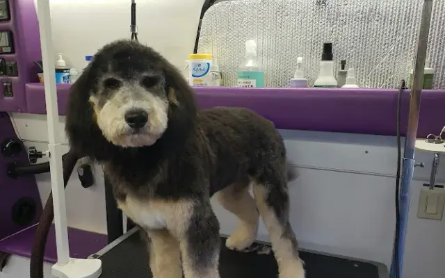 All Fur Dogs Mobile Pet Grooming in Taylorsville, UT