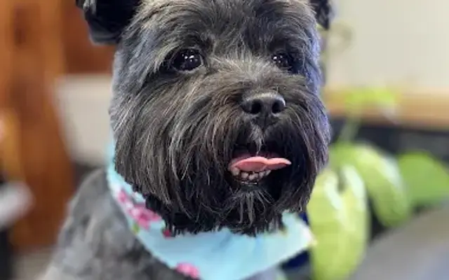 Lovely Mutts Grooming by LM in Saluda, SC
