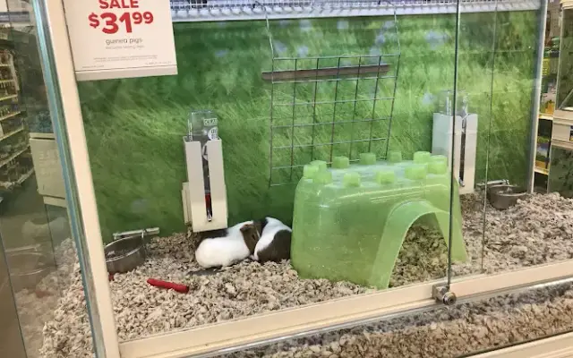 PetSmart in Houston, TX