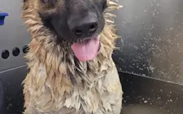 Fuzzi Buttz Grooming in Ocala, FL