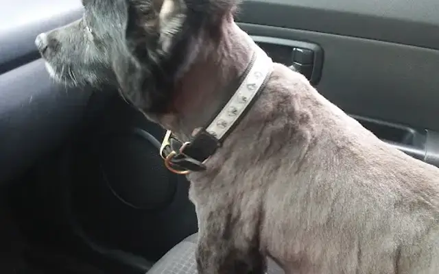 Carol's Dog Grooming in Chico, CA