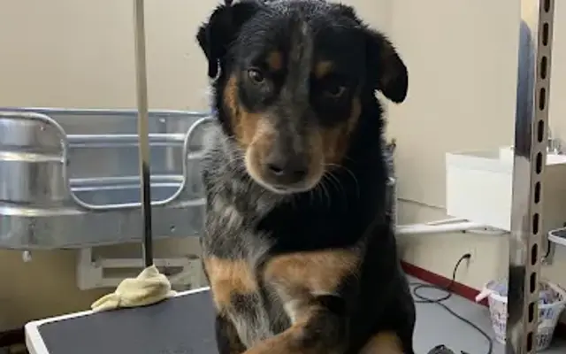 Waggin’ Wonders Grooming and Boarding LLC in Brownstown, IN
