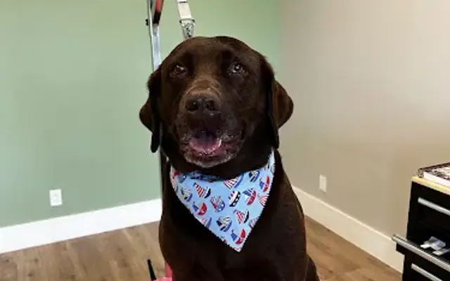 Wigglebutts Suds & Cuts in Bonita Springs, FL