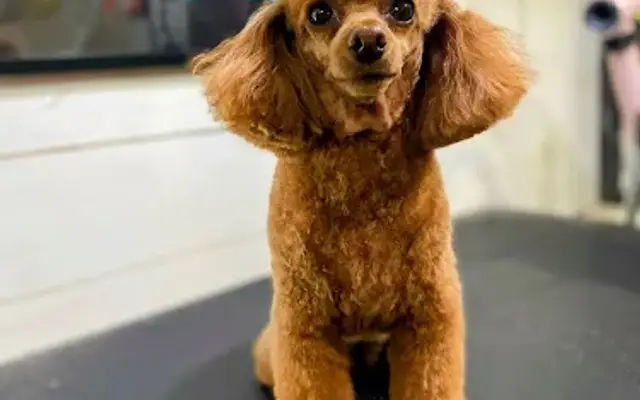 Saundra's K-9 Salon & Zoey’s Groom Room in Hamlet, NC