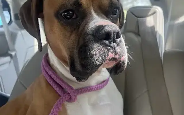 A Darlin Dog in Lennon, MI